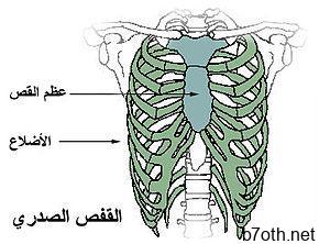 https://upload.wikimedia.org/wikipedia/ar/thumb/f/f0/Thoracic_cage.jpg/290px-Thoracic_cage.jpg