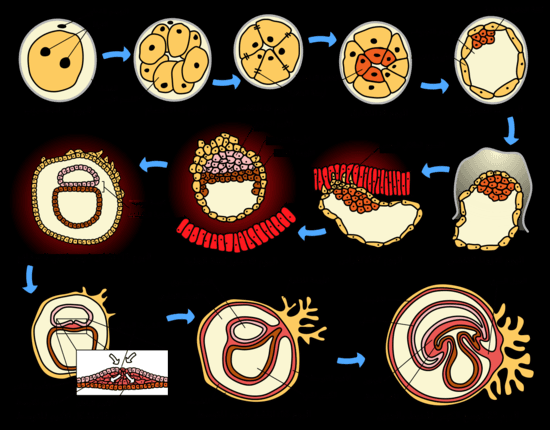https://upload.wikimedia.org/wikipedia/commons/thumb/e/e5/HumanEmbryogenesis-ar.png/550px-HumanEmbryogenesis-ar.png
