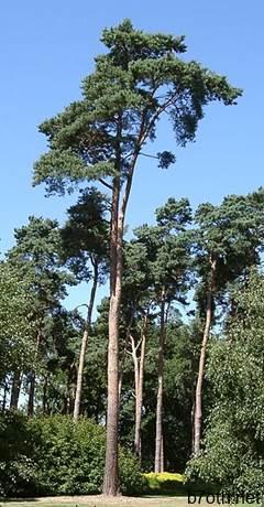 PinusSylvestris.jpg