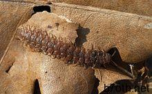 https://upload.wikimedia.org/wikipedia/commons/thumb/1/1f/Polydesmus.angustus.2.jpg/220px-Polydesmus.angustus.2.jpg