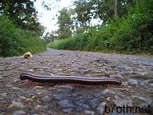 https://upload.wikimedia.org/wikipedia/commons/thumb/c/cd/Millipede_BRT.JPG/220px-Millipede_BRT.JPG