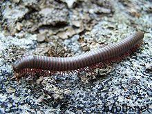 https://upload.wikimedia.org/wikipedia/commons/thumb/6/63/NarceusAmericanusMillipede.jpg/220px-NarceusAmericanusMillipede.jpg