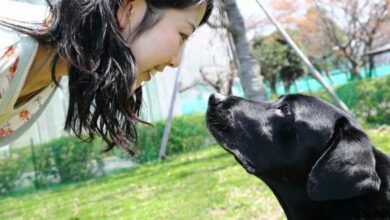 أهمية الصلبة الصلبة