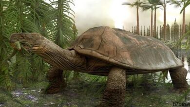 سلحفاة بحجم السيارة