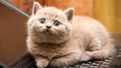 القطط لا تستطيع تذوق السكر