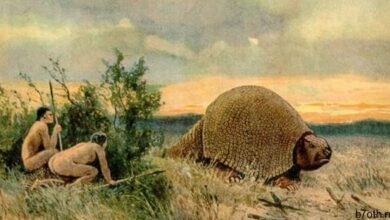 أرماديلوس بحجم السيارة