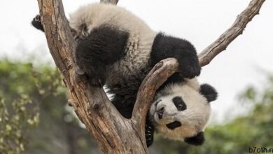 جميع الباندا مملوكة للصين
