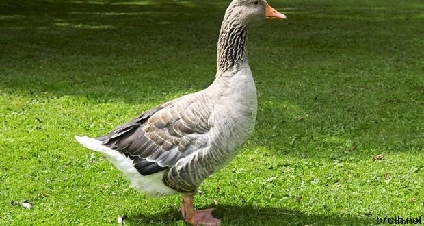 حارس الاوز