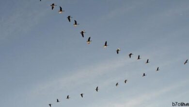 الاوز تشكيل الطيران