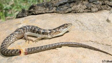 السحالي الذيل