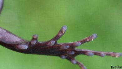 ولفيرين الضفدع