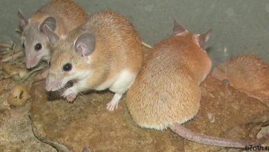 الفئران الشوكية الأفريقية