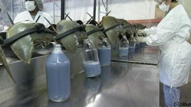 سلطعون حدوة الدم