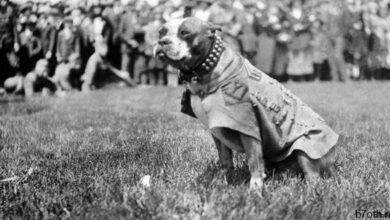 الرقيب قصير