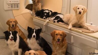 الكلب بالرنين المغناطيسي