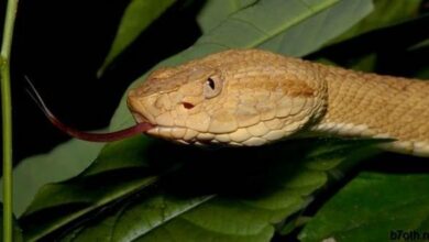 ذهبية Lancehead الافعى