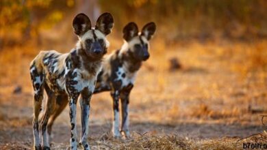 الكلاب البرية الأفريقية