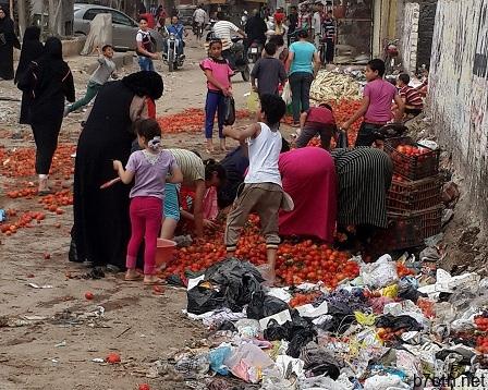 D:\New folder\10785090211432900267-جمع طماطم من القمامة.jpg