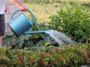 D:\New folder\سقي-الحديقة-وتوفير-المياه.jpg