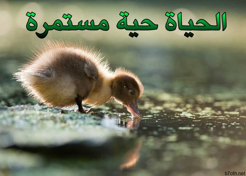 Ø§ÙØ­ÙØ§Ø© Ø­ÙØ© ÙØ³ØªÙØ±Ø© - ÙØ¯ÙÙØ© Ø§Ø¨Ù ÙÙØ±Ù Ø§ÙÙØ®ÙØ§ÙÙ