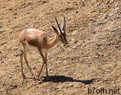 250px-Gazella-dorcas