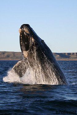 250px-Southern_right_whale