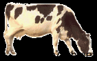 cow