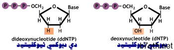 ddNTP