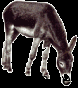 donkey