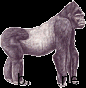 gorilla
