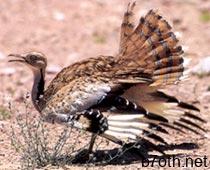 houbara