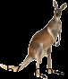 kangaroo