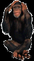 monkey