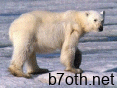 polar-bear