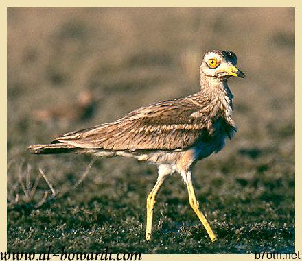 Stone%20Curlew