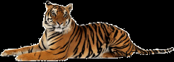 tiger