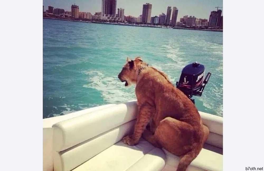 Big Cat On A Boat @cpouwen/Pinterest