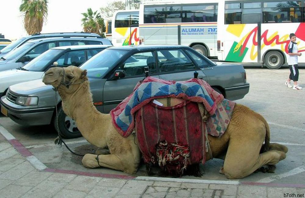 Camel Street Parking @cari5858 / Pinterest.com