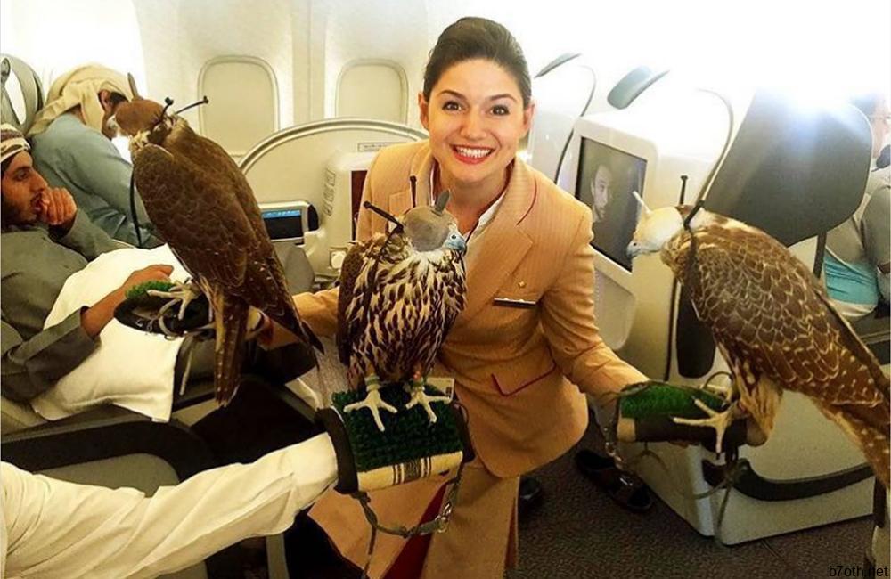 Exotic Pets In-Cabin On Flights @cabincrewdubai / Instagram.com