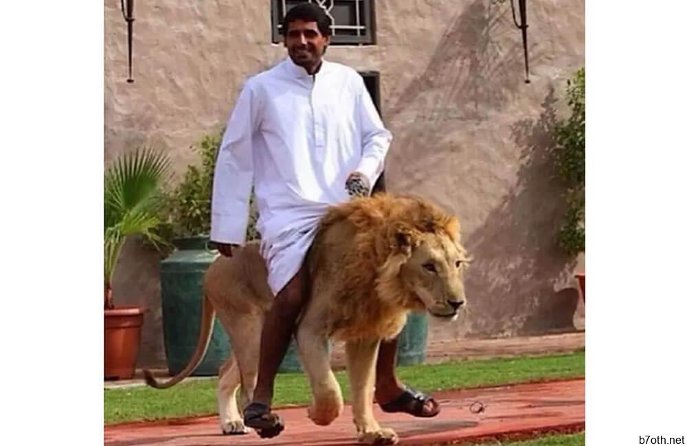 Lion Horses @limagoulartadv / Twitter.com