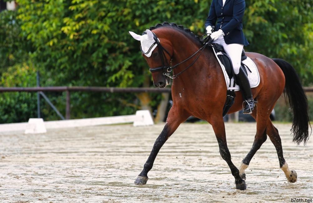 Most Expensive Horses In The World ©Rolf Dannenberg/Shutterstock.com