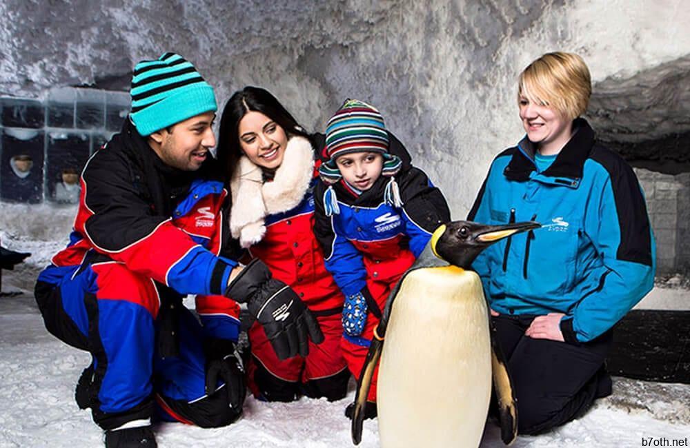 Penguin Petting Zoo @myconciergeUAE / Pinterest.com