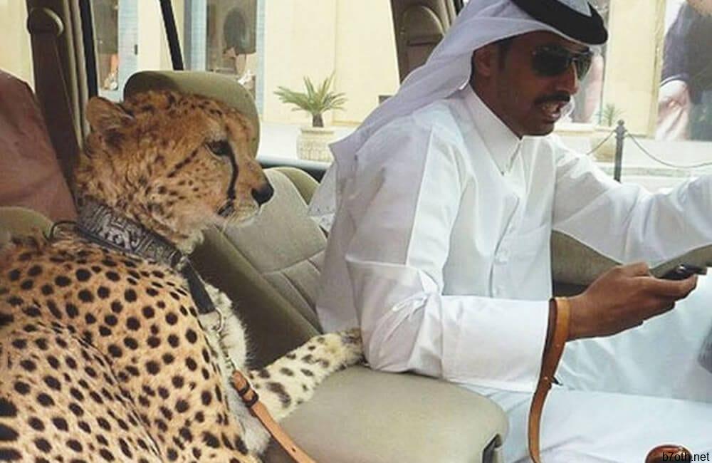 Pet Cheetahs @naveenbc007 / Pinterest.com