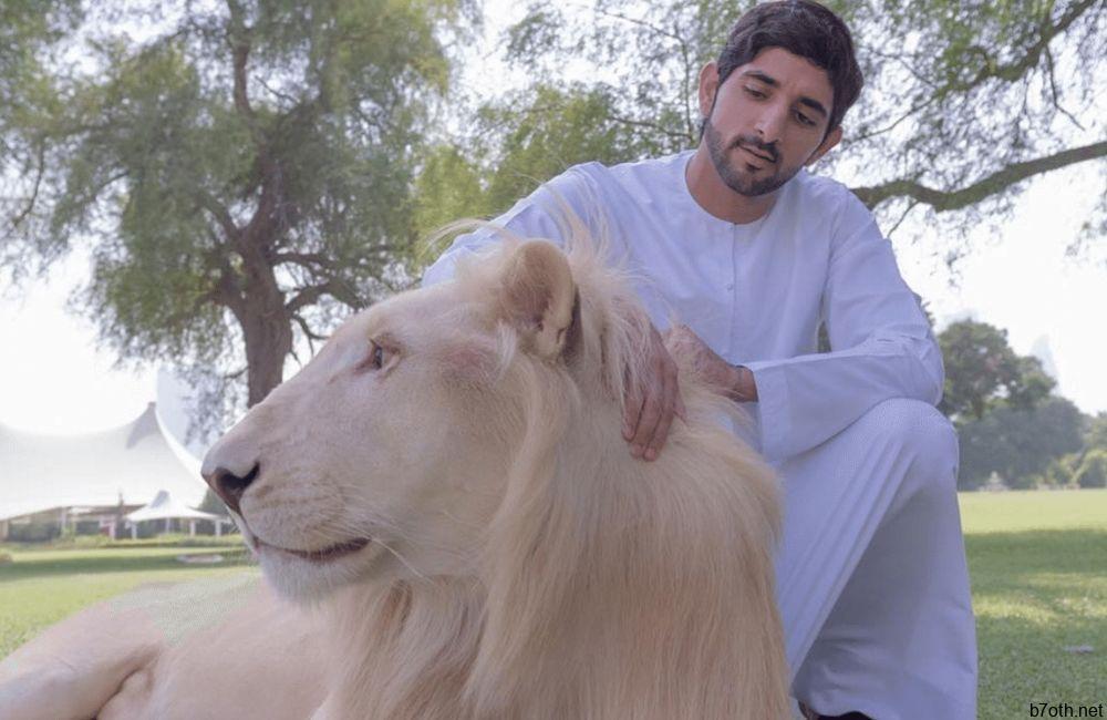 Pet Lions @simplemost/Pinterest.com