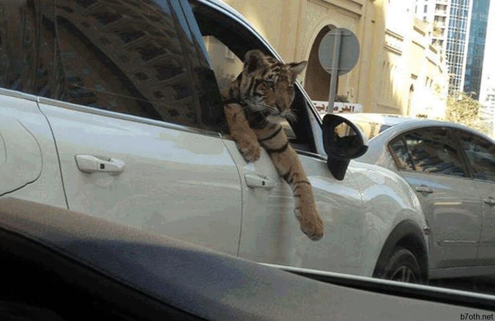 Pet Tigers @kie2424 / Pinterest.com