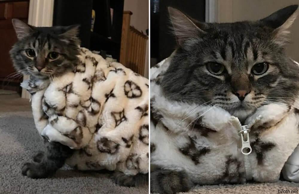 Pets in Designer Gear @buzzfeed / Pinterest.com