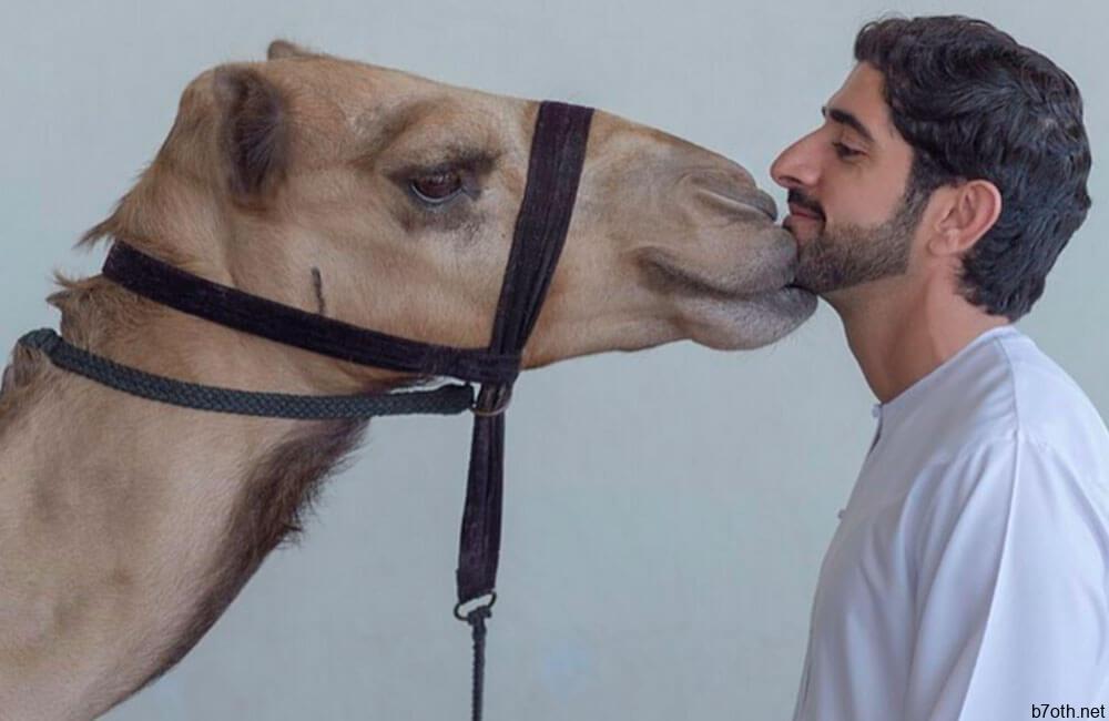 World's Most Expensive Camel @businessinsider / Pinterest.com